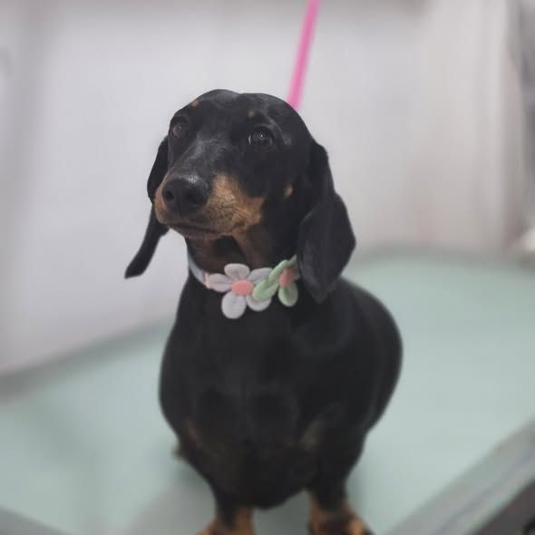 A black and tan dachshund wearing a flower collar after a bath