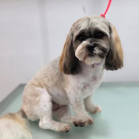A freshly trimmed shih tzu cross sitting on the grooming table